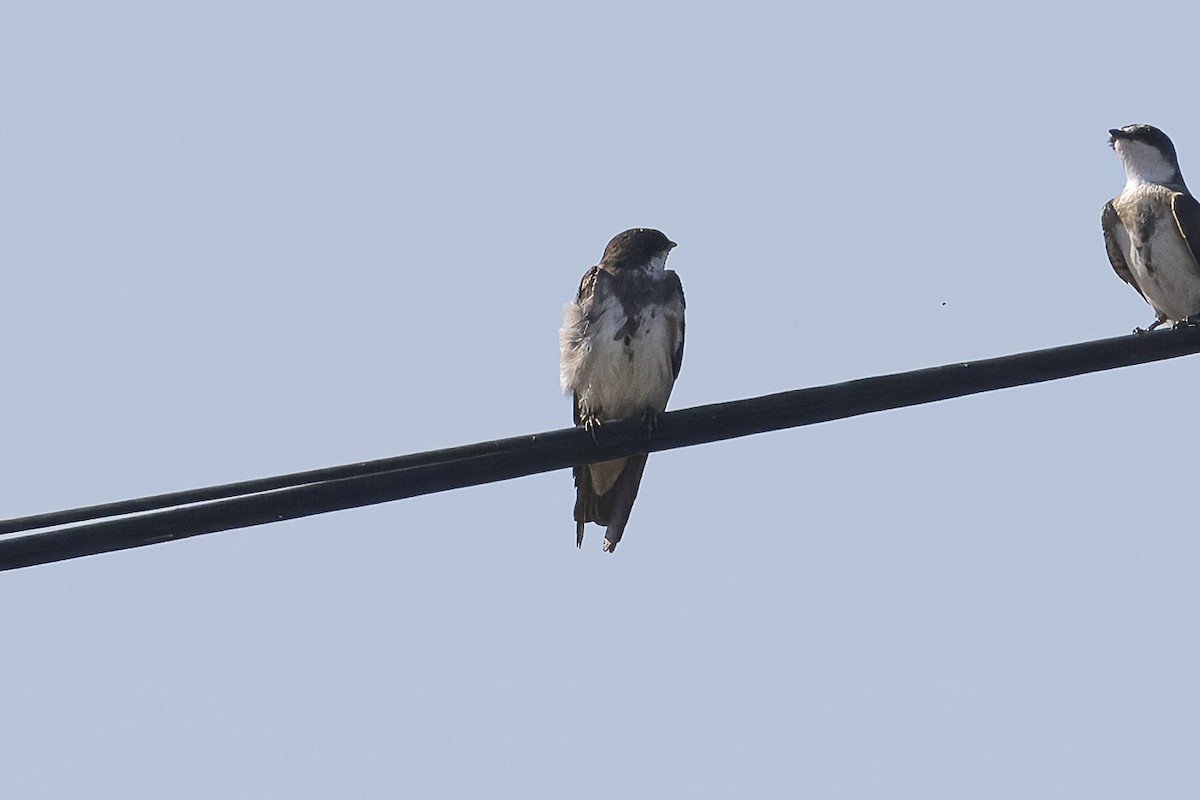 Banded Martin - ML641691654