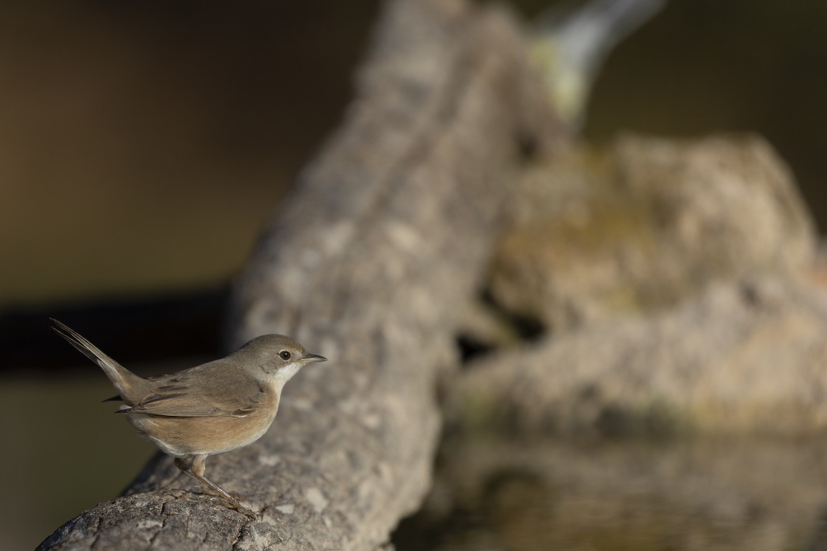 Western Subalpine Warbler - ML641691669