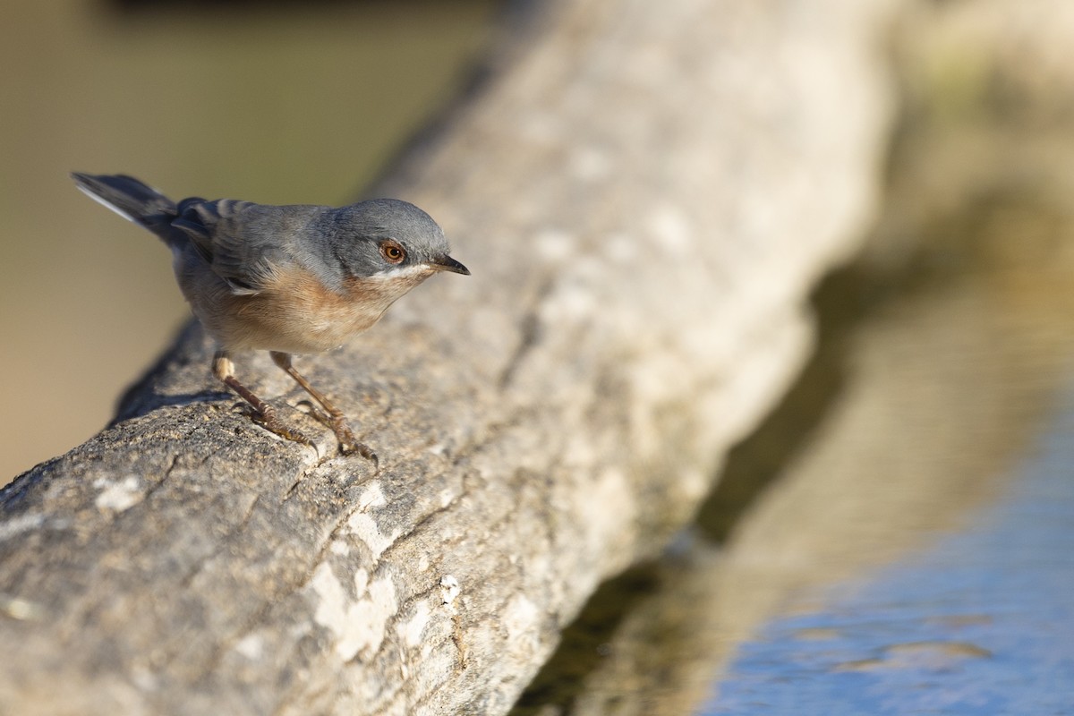 Western Subalpine Warbler - ML641691671