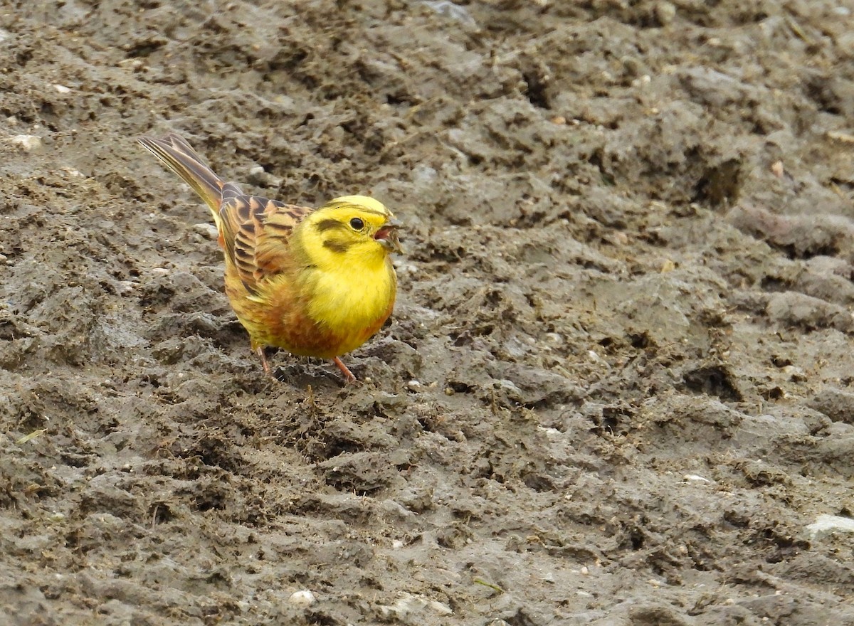 Yellowhammer - ML641691673