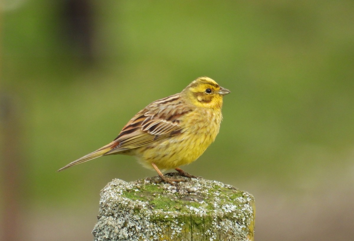 Yellowhammer - ML641691722