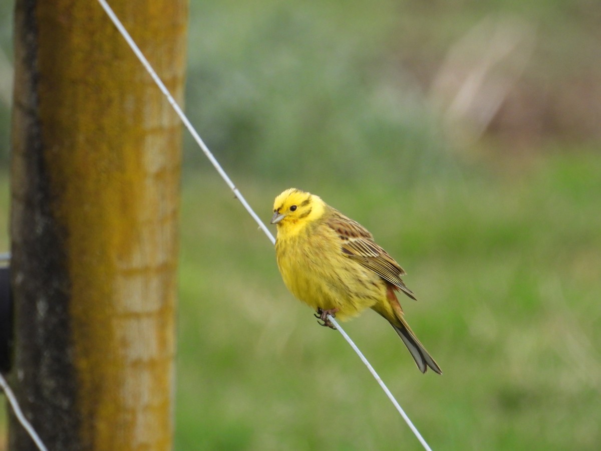 Yellowhammer - ML641691739