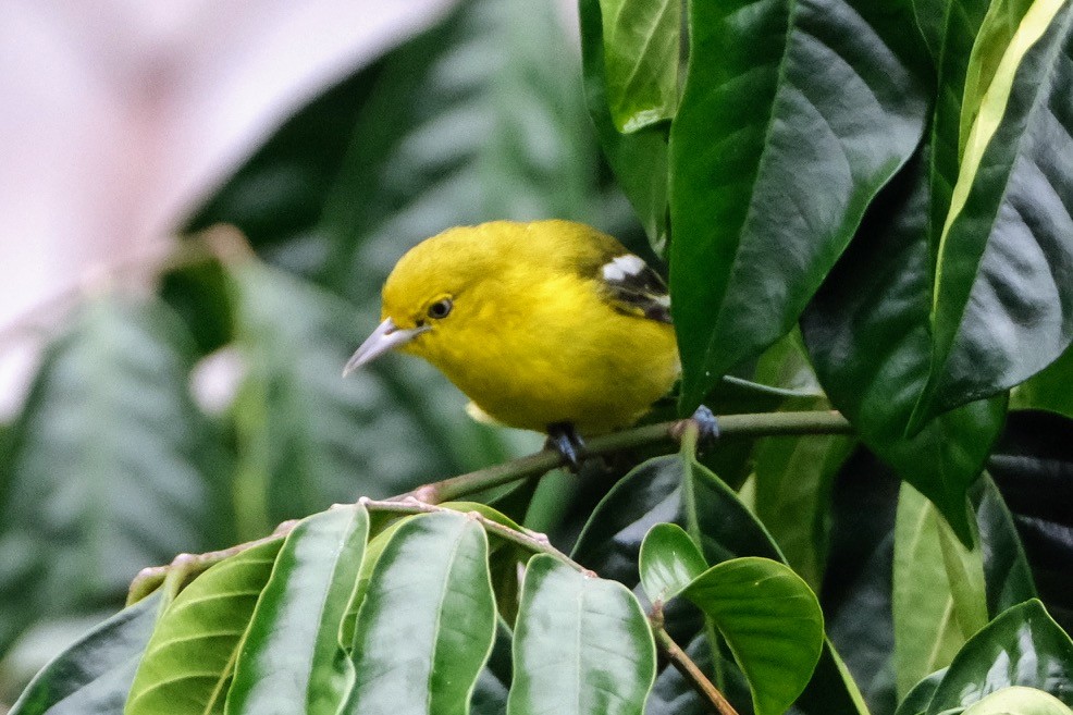 Common Iora - ML641691744