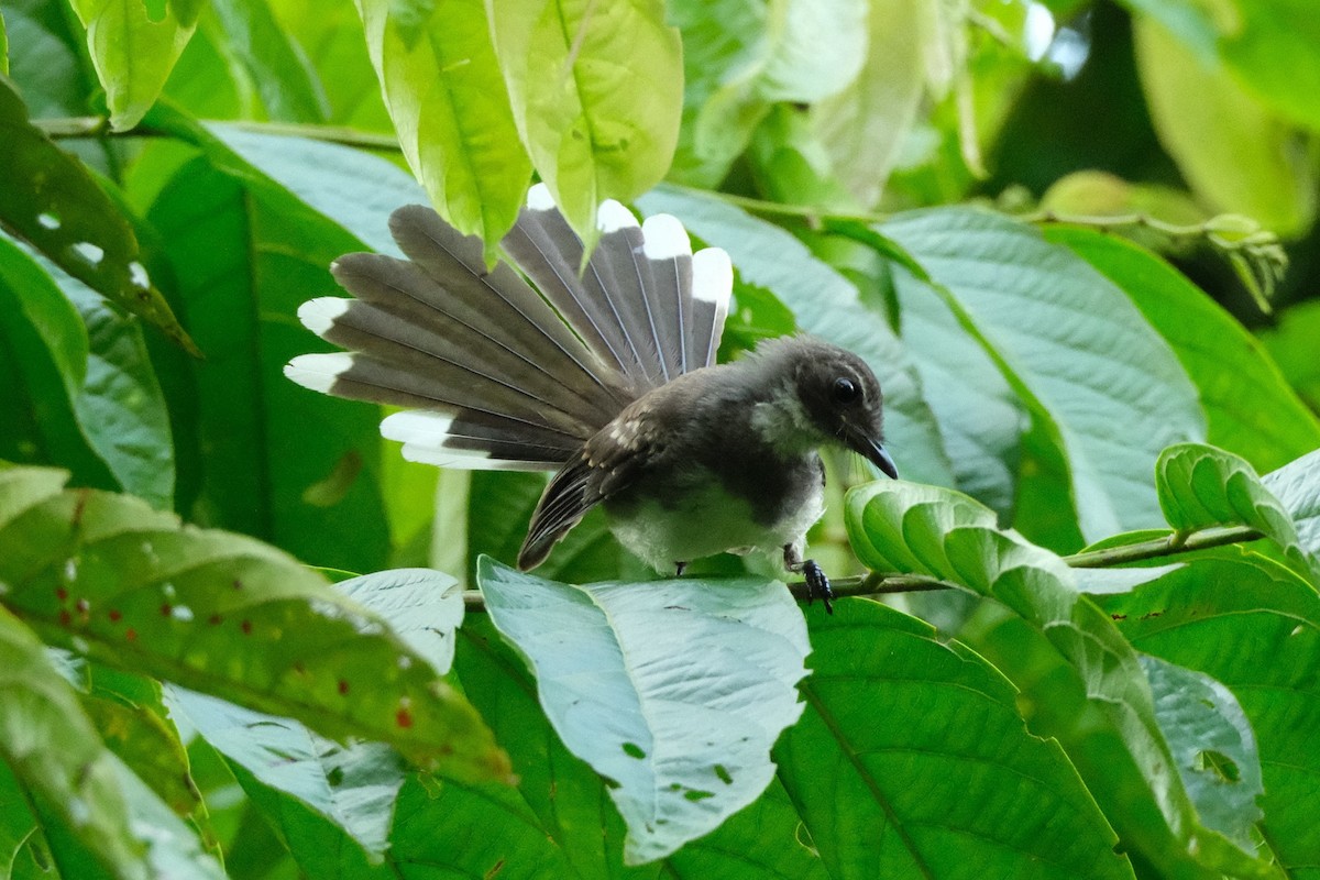 Malaysian Pied-Fantail - ML641691748