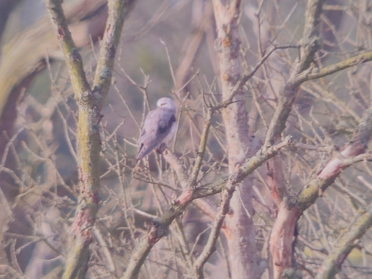 Black-winged Kite (African) - Michael Hoit