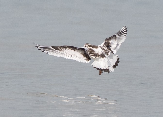 Gabbianello - ML641691761