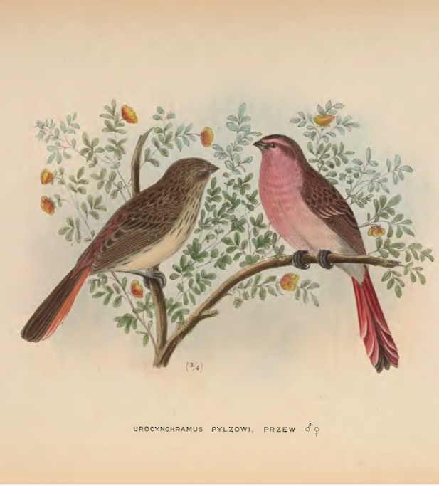 Przevalski's Pinktail - ML641691771