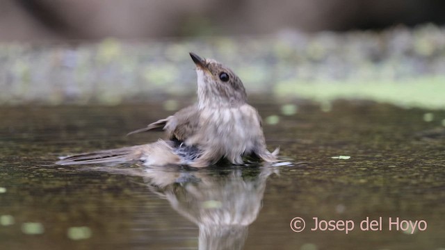 Spotted Flycatcher (Spotted) - ML641691813