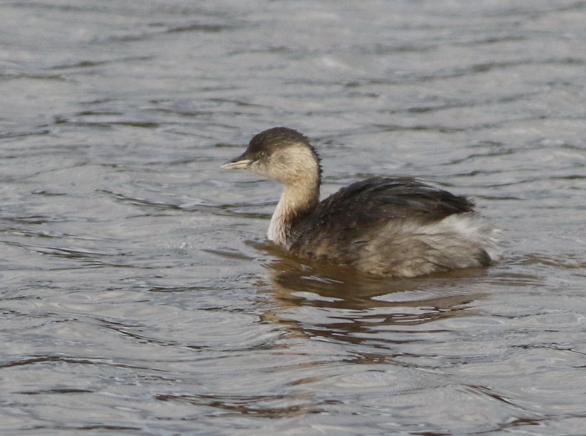 Hoary-headed Grebe - ML641691840