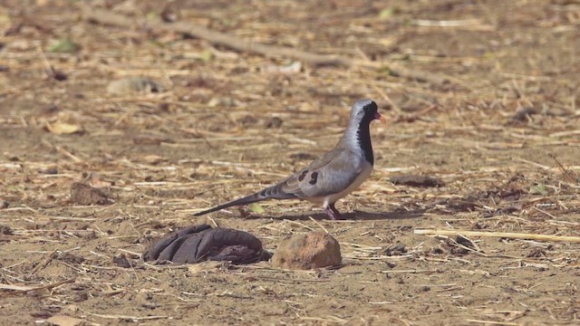 Namaqua Dove - ML641691855