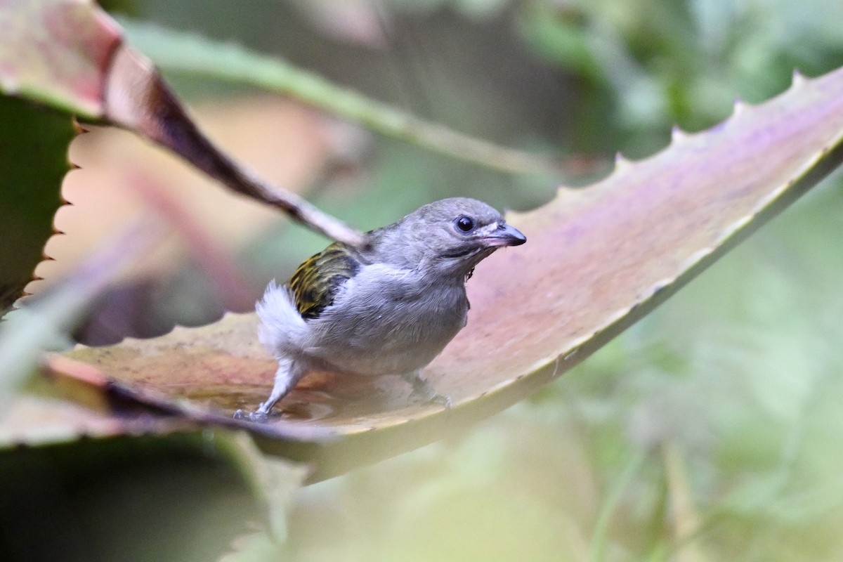 Lesser Honeyguide - ML641691923