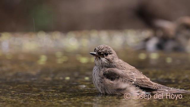 Spotted Flycatcher (Spotted) - ML641691925