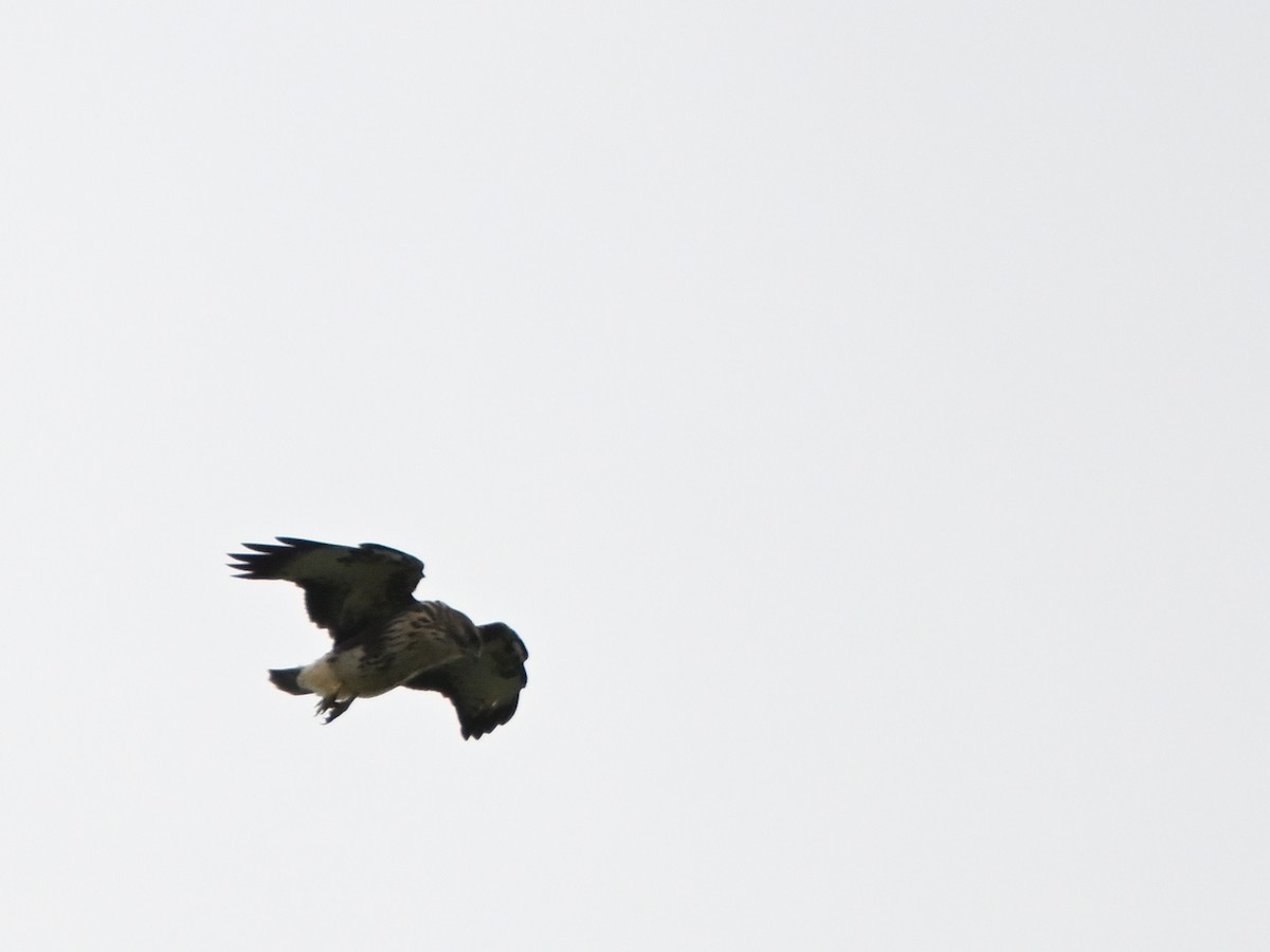 Common Buzzard (Azores) - ML641691942