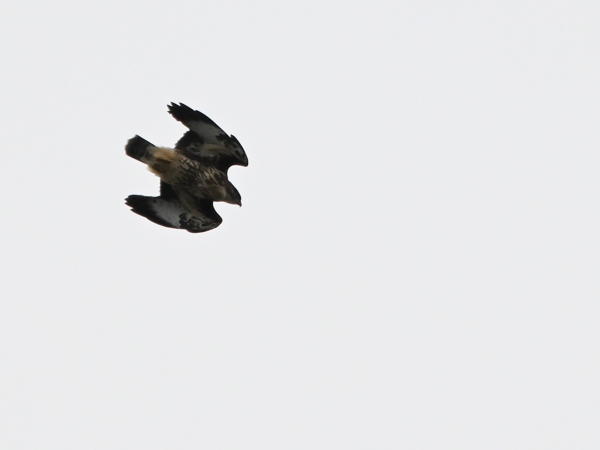 Common Buzzard (Azores) - ML641691943