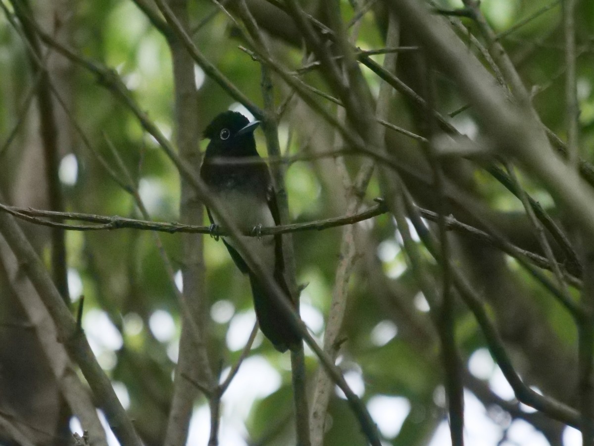 Black Paradise-Flycatcher - ML641691990