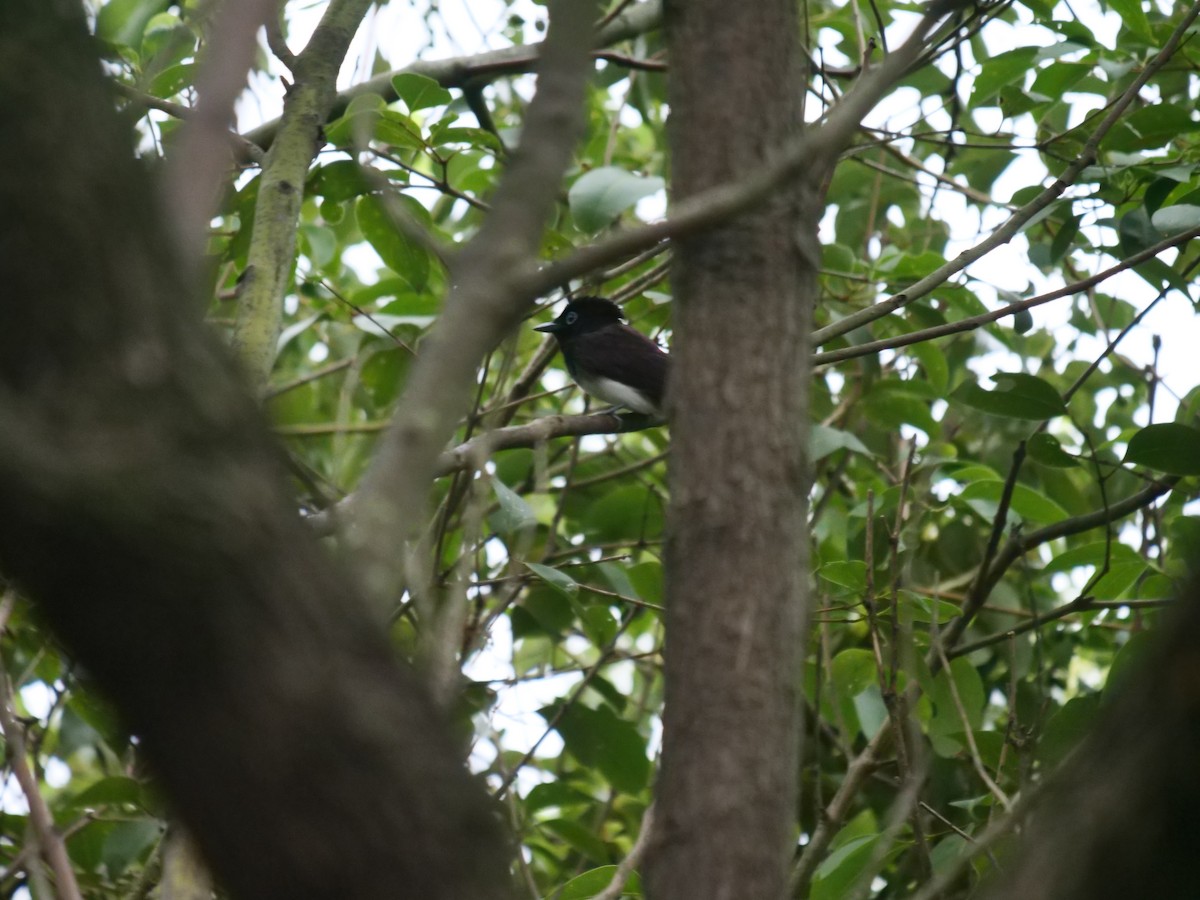 Black Paradise-Flycatcher - ML641691992