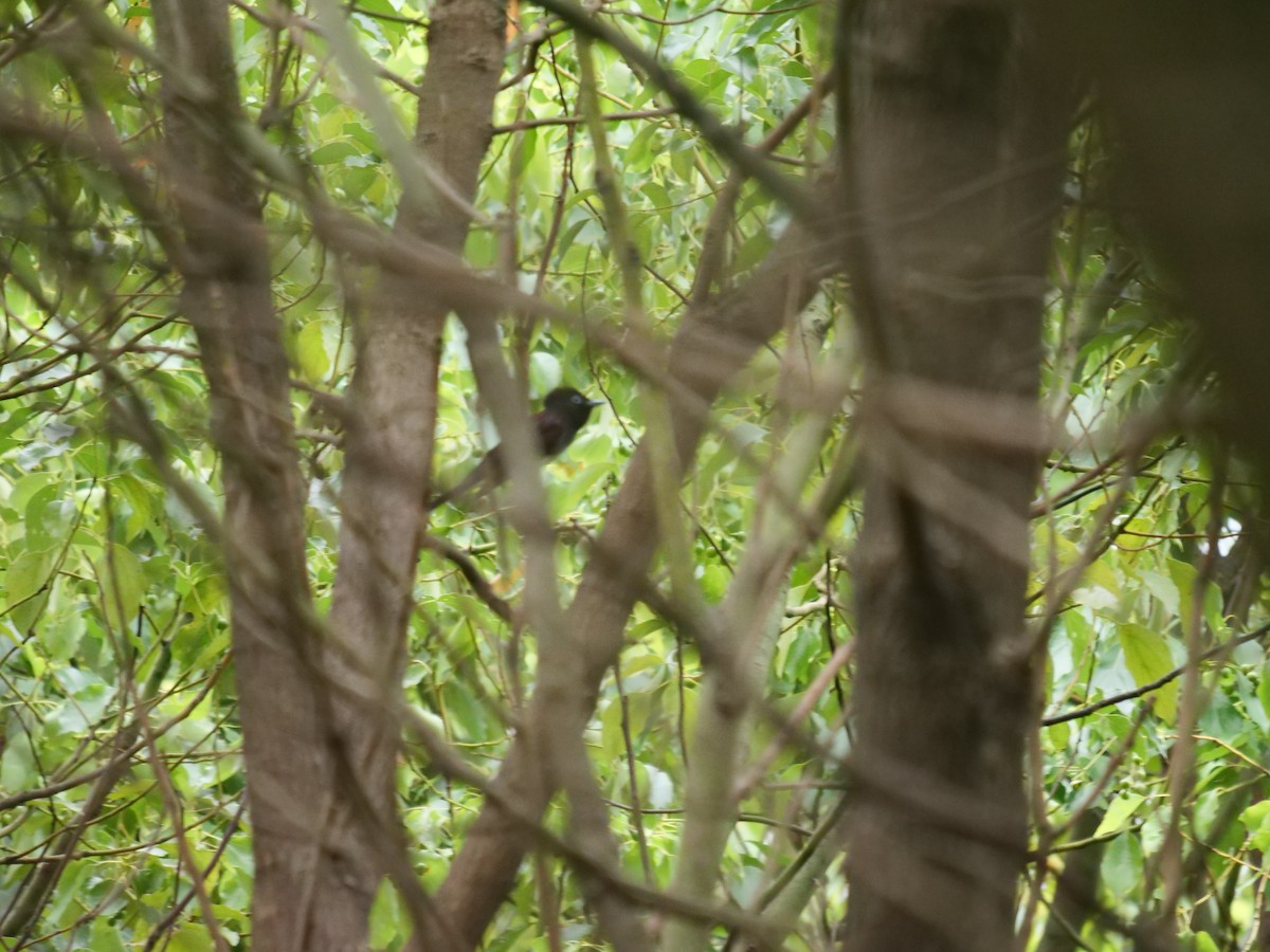 Black Paradise-Flycatcher - ML641691993