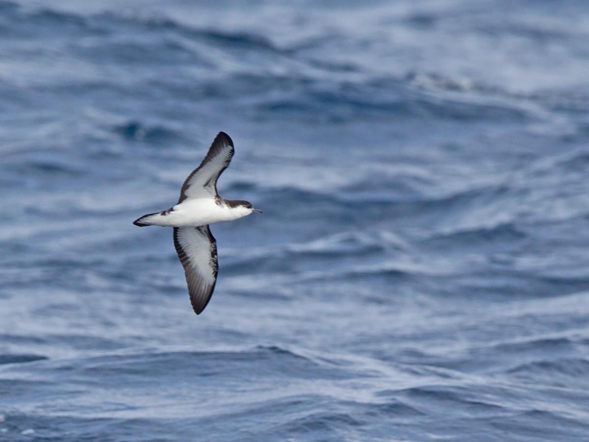 Tropical Shearwater (Mascarene) - Niall D Perrins