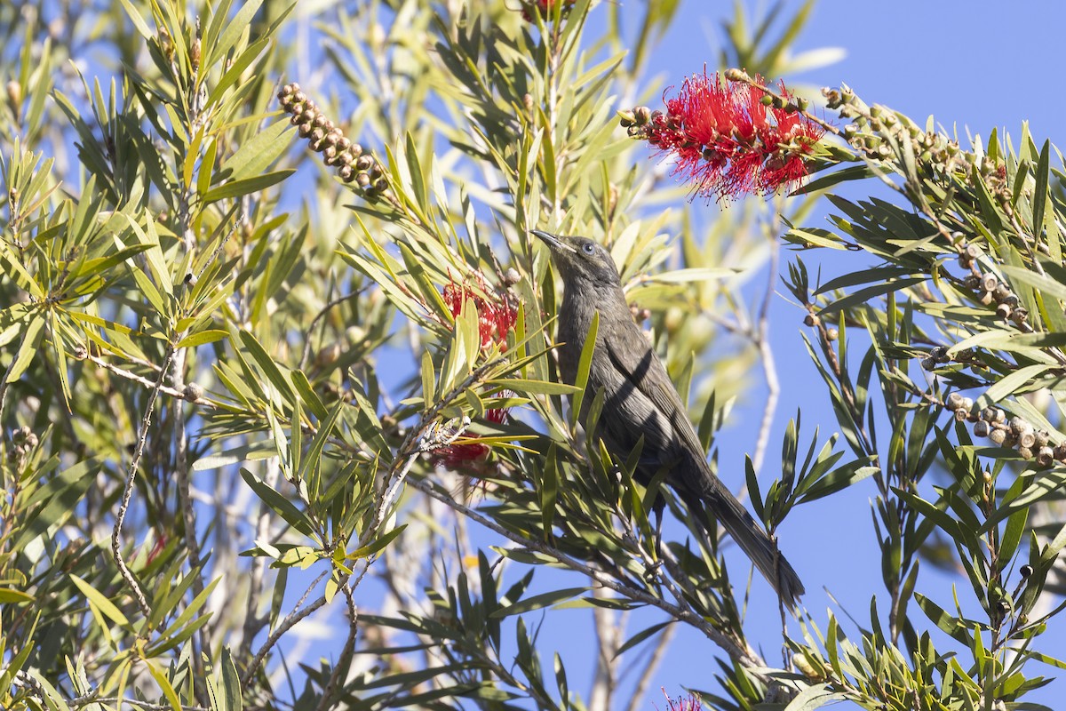 キホオコバシミツスイ - ML641692026