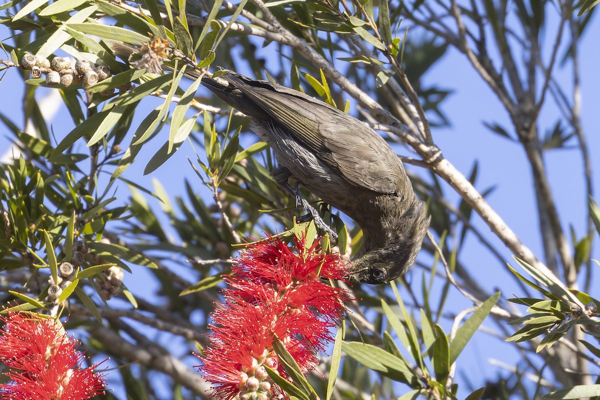 キホオコバシミツスイ - ML641692027