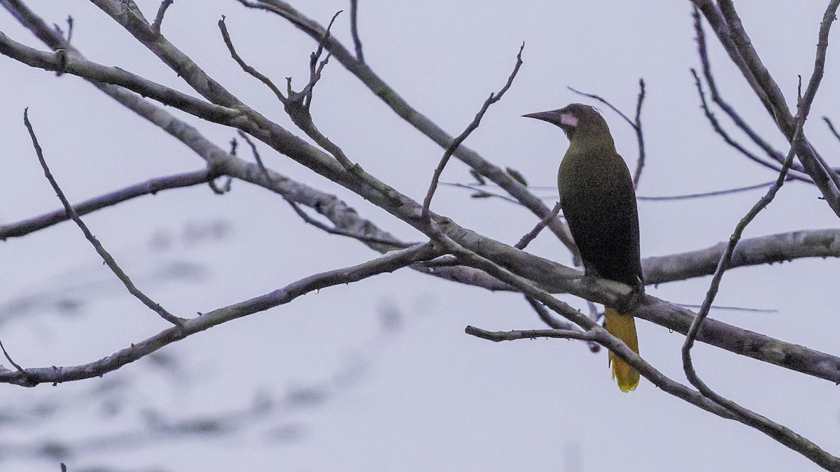 Olive Oropendola - ML641692035