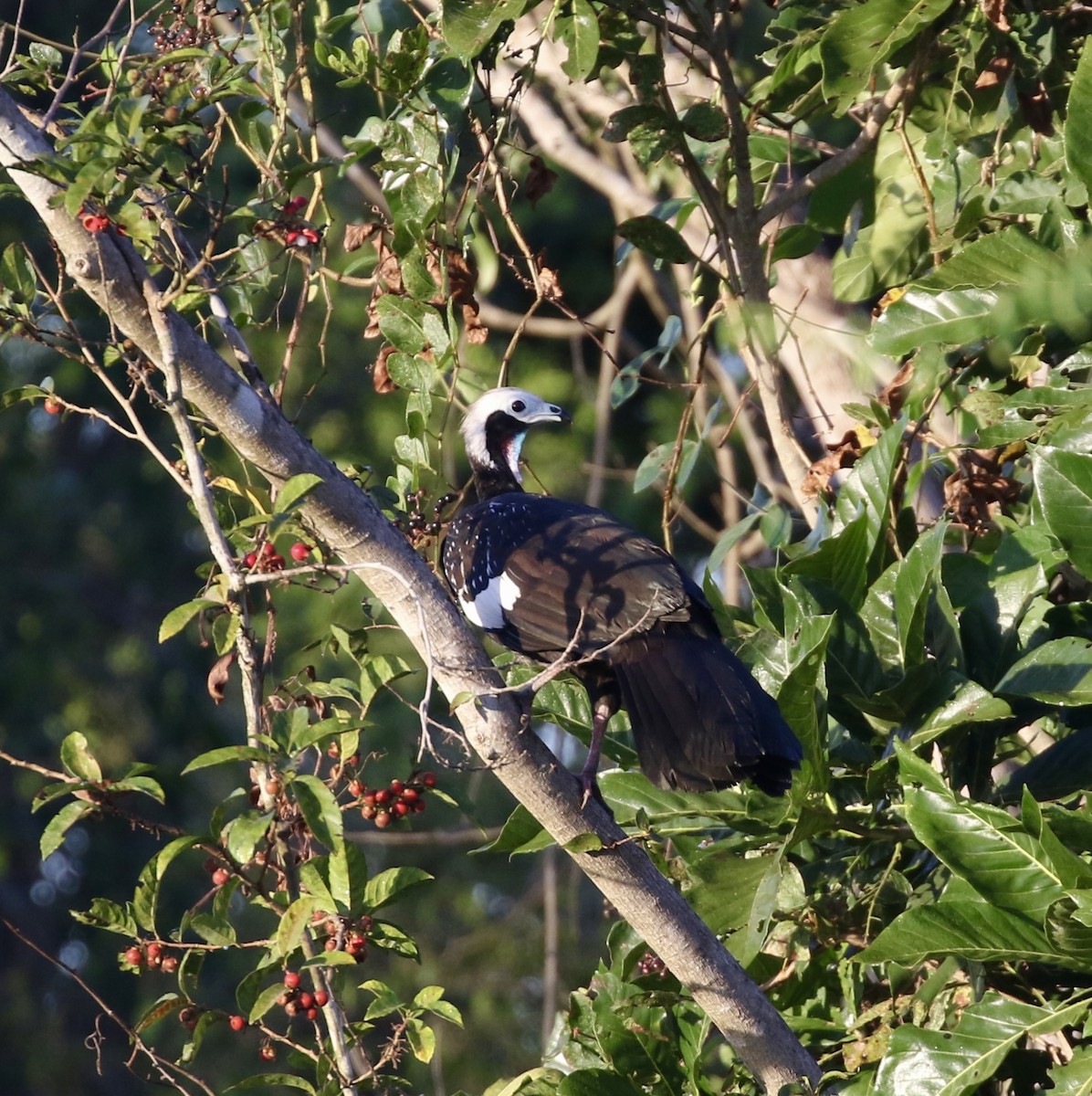 Pava Goliblanca - ML641692036