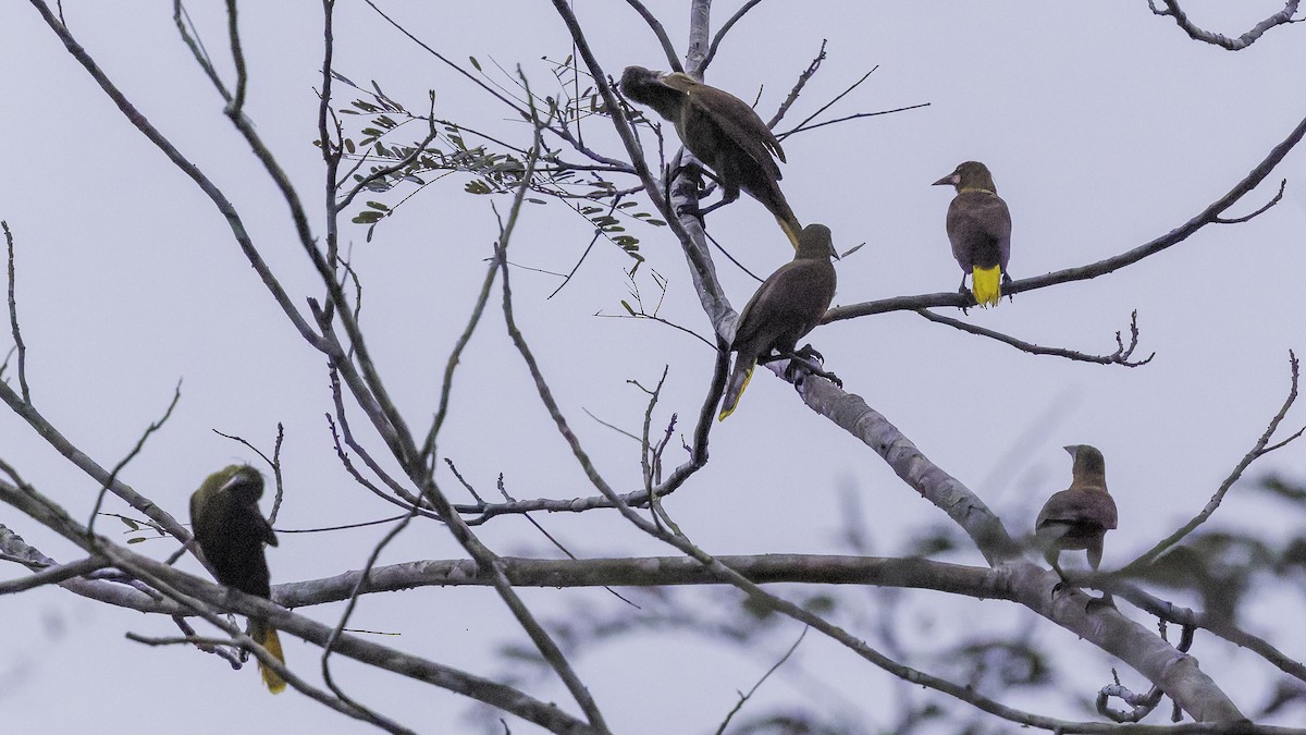 Olive Oropendola - ML641692039