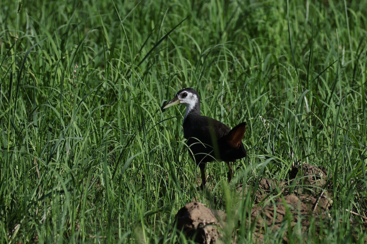 White-breasted Waterhen - ML641692049