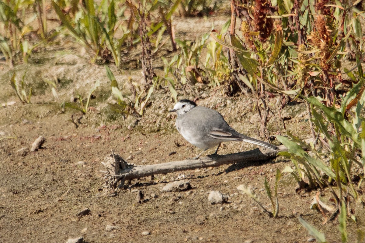 Хөх цэгцгий - ML641692050