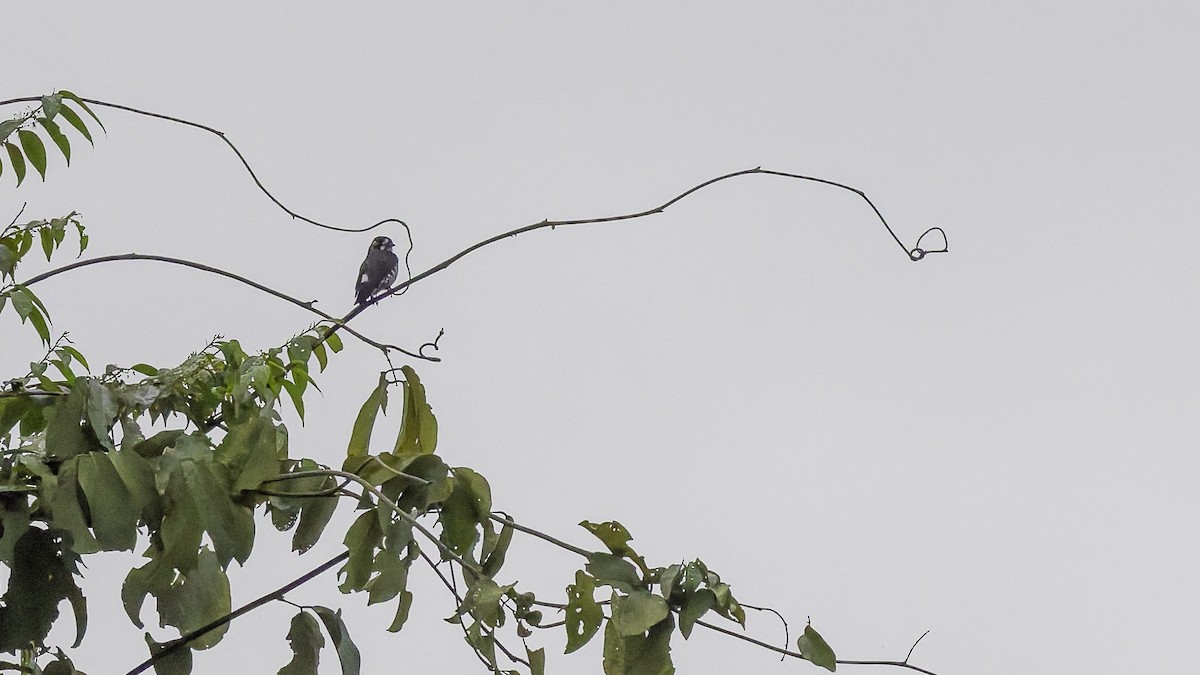 White-browed Purpletuft - ML641692053
