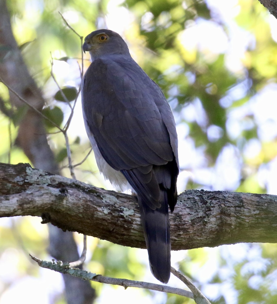 Bicolored Hawk - ML641692056