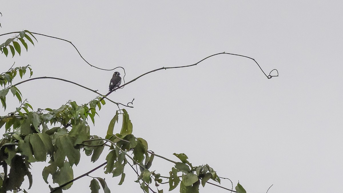 White-browed Purpletuft - ML641692057