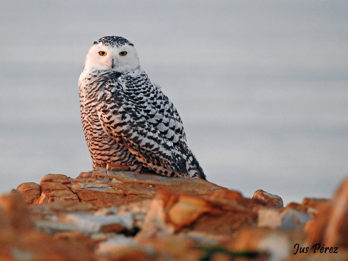 Snowy Owl - ML641692058
