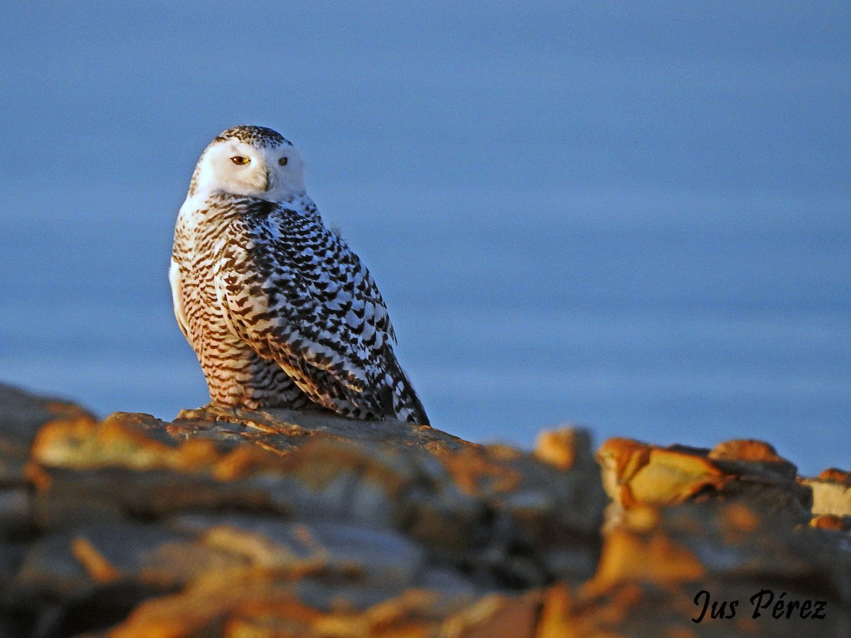 Snowy Owl - ML641692059