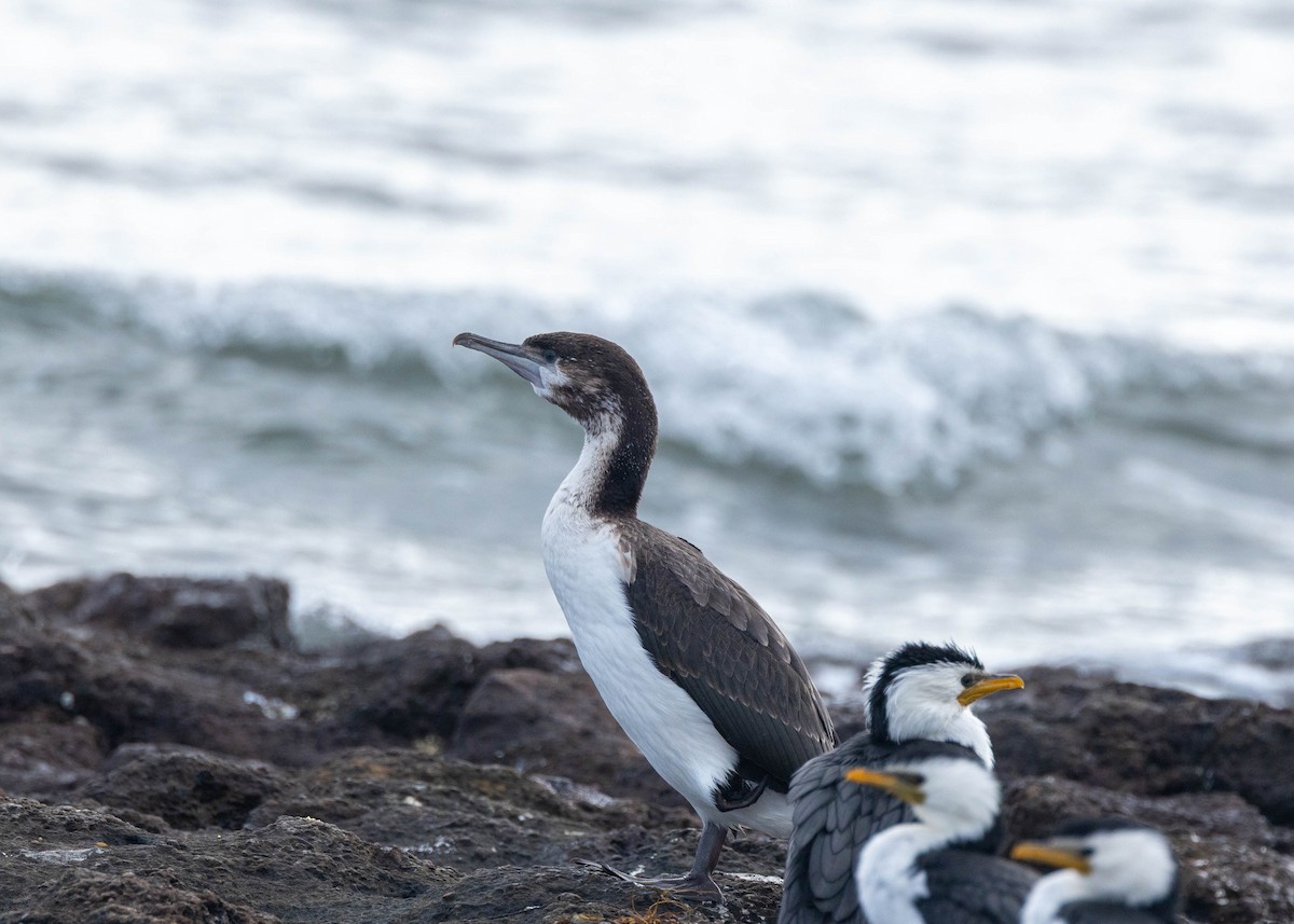 ムナジロウ - ML641692072