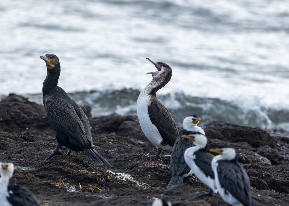 ムナジロウ - ML641692073