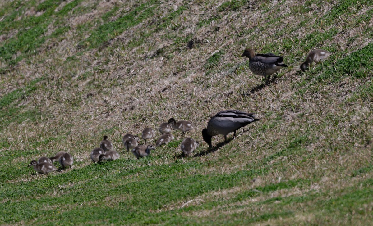 Maned Duck - ML641692076