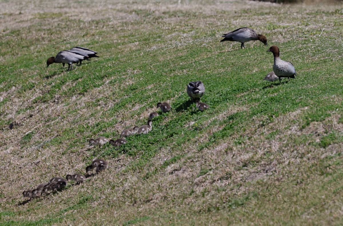 Maned Duck - ML641692077