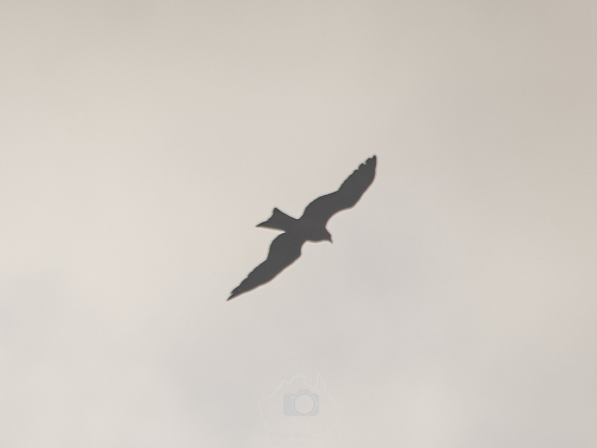 黑鳶(migrans群) - ML641692081