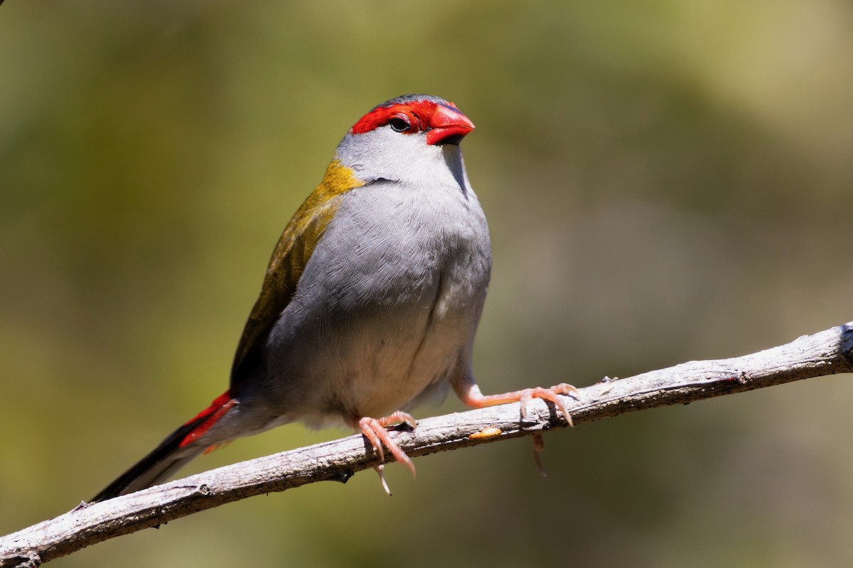 Red-browed Firetail - ML641692153