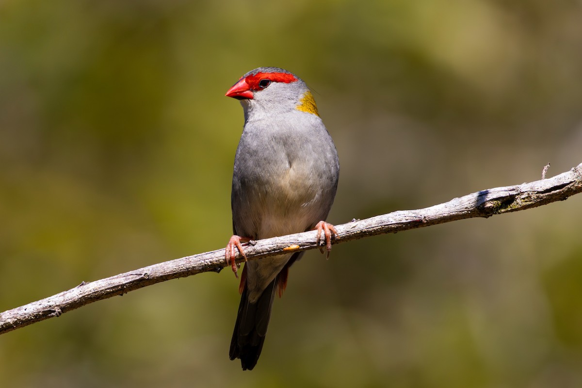 Red-browed Firetail - ML641692154