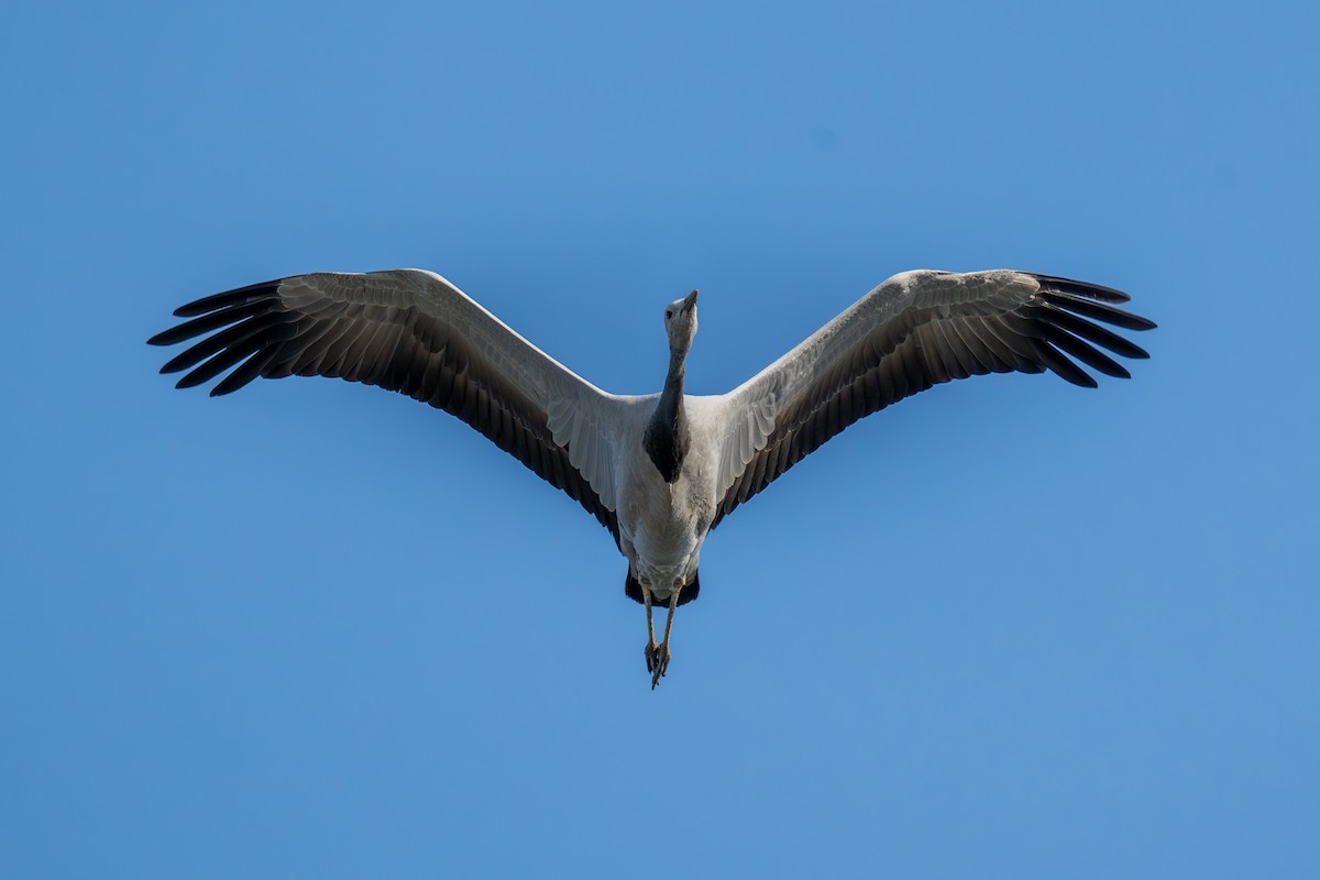 Demoiselle Crane - ML641692160
