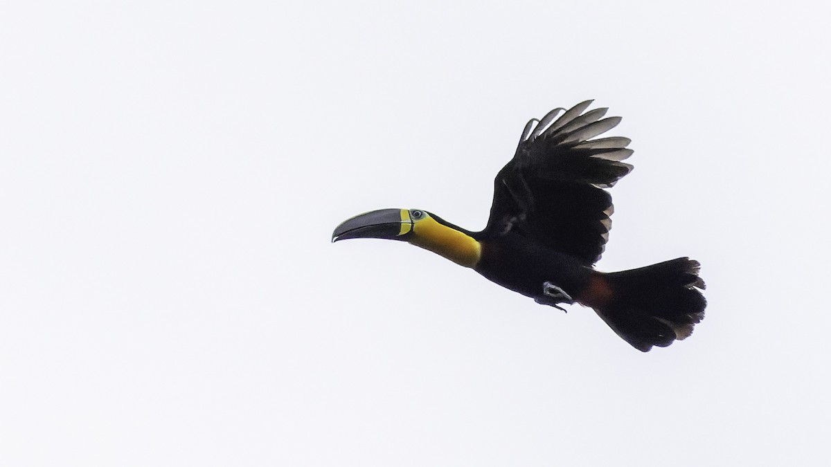 Channel-billed Toucan - ML641692175