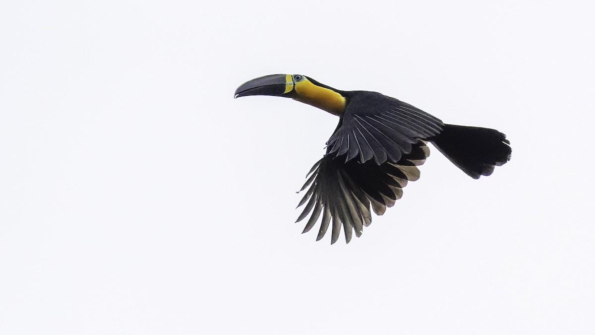 Channel-billed Toucan - ML641692178