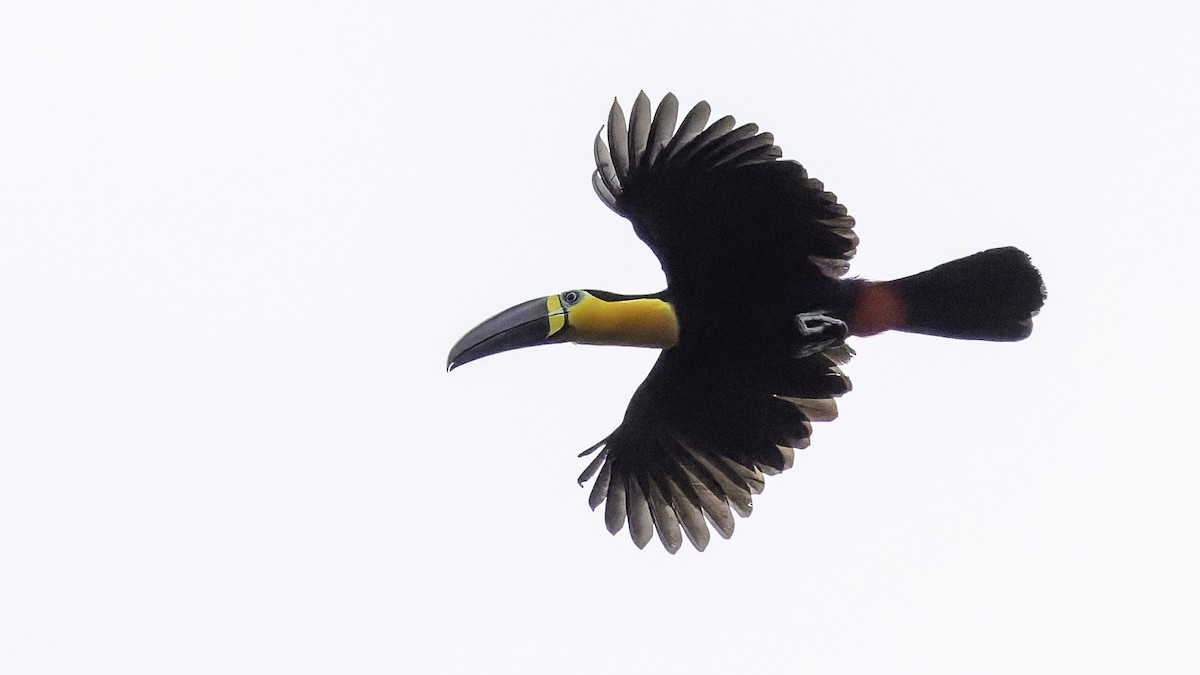 Channel-billed Toucan - ML641692181