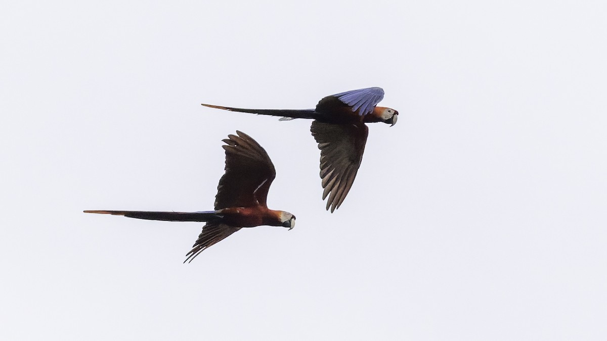 Scarlet Macaw - ML641692187