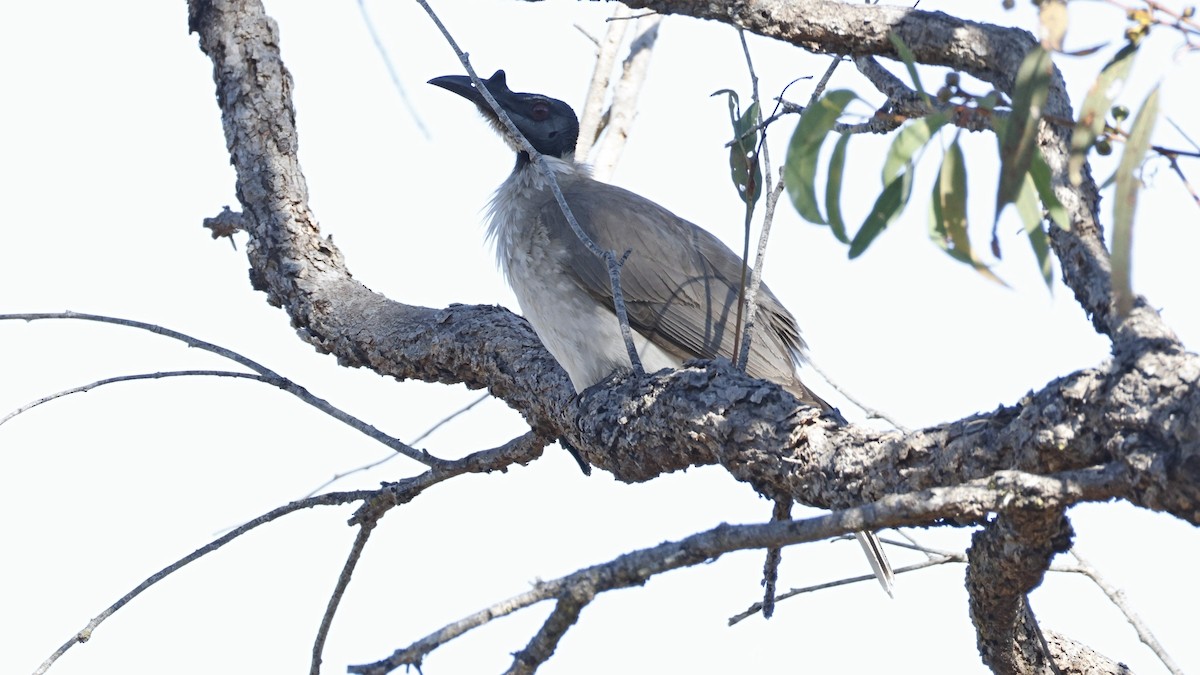 Noisy Friarbird - ML641692202