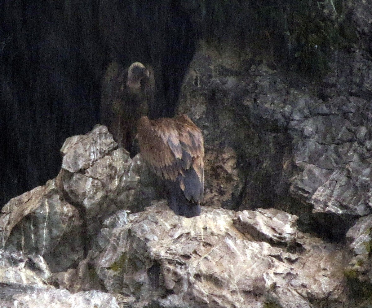 Rüppell's Griffon - ML641692251