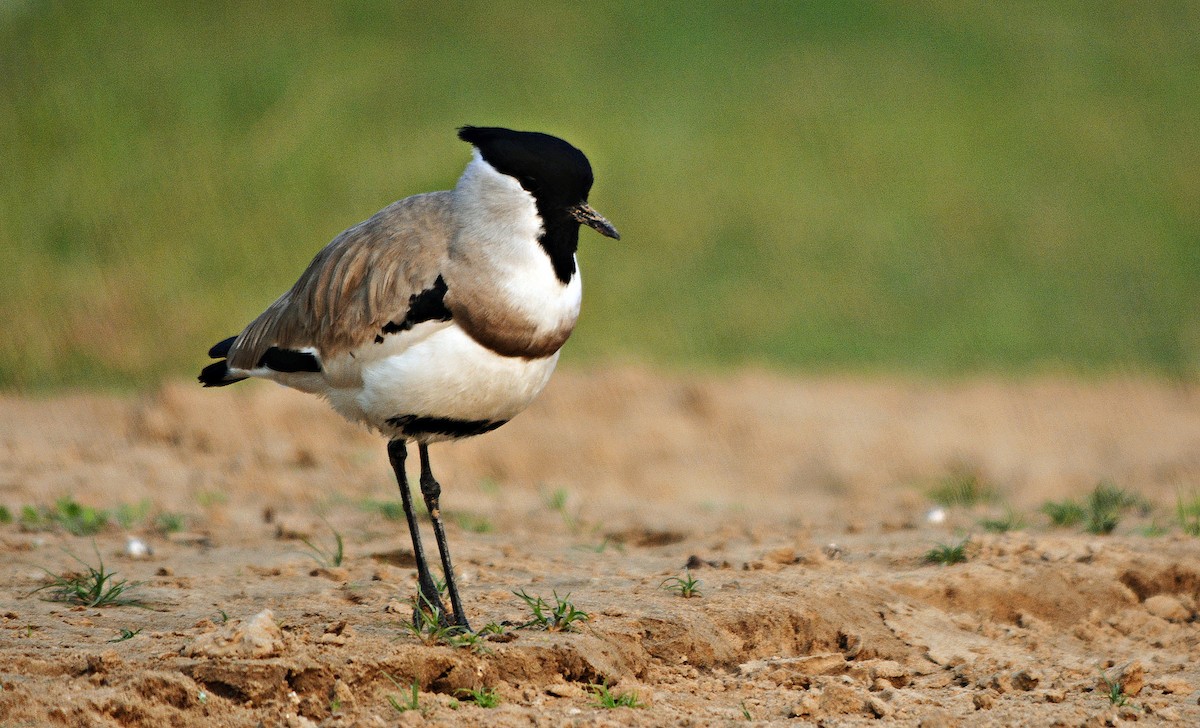 River Lapwing - ML641692280