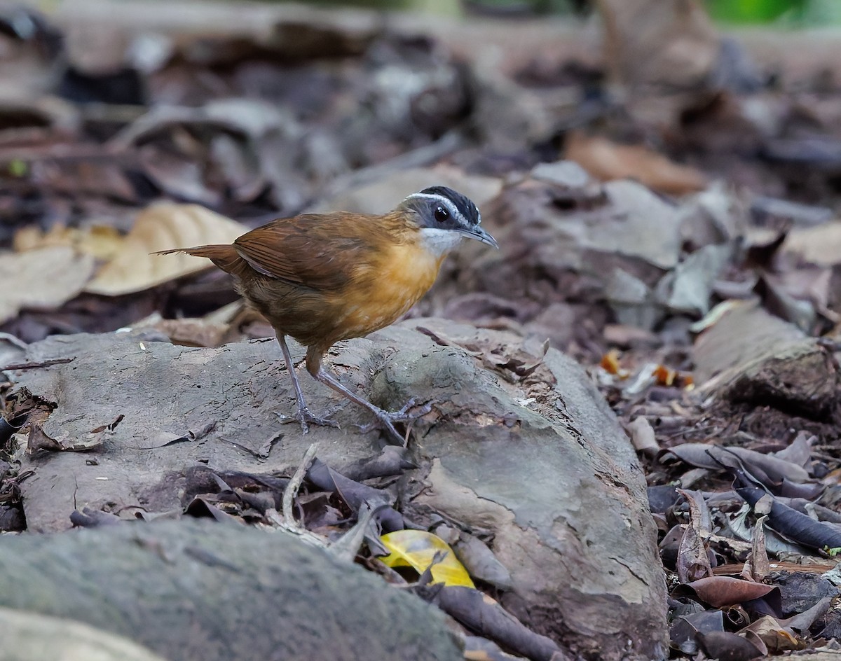 Borneo Ardıçesmeri - ML641692281